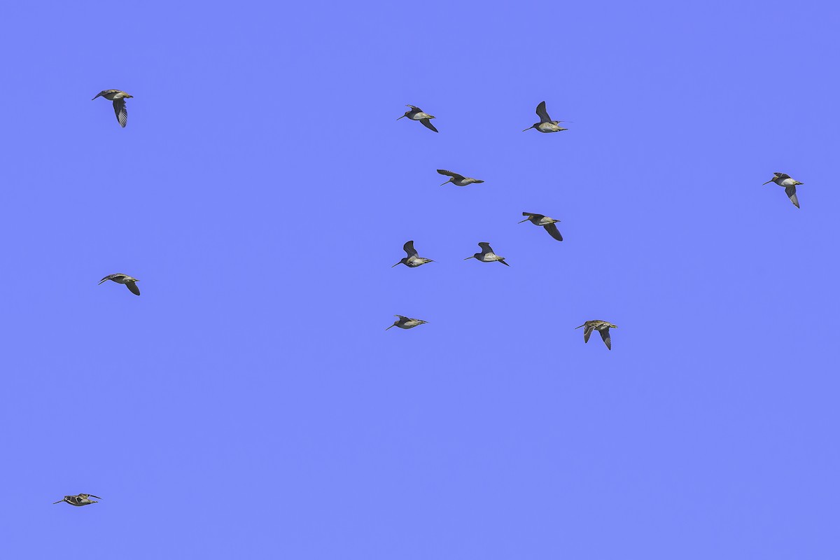 Magellanic Snipe - ML637126851