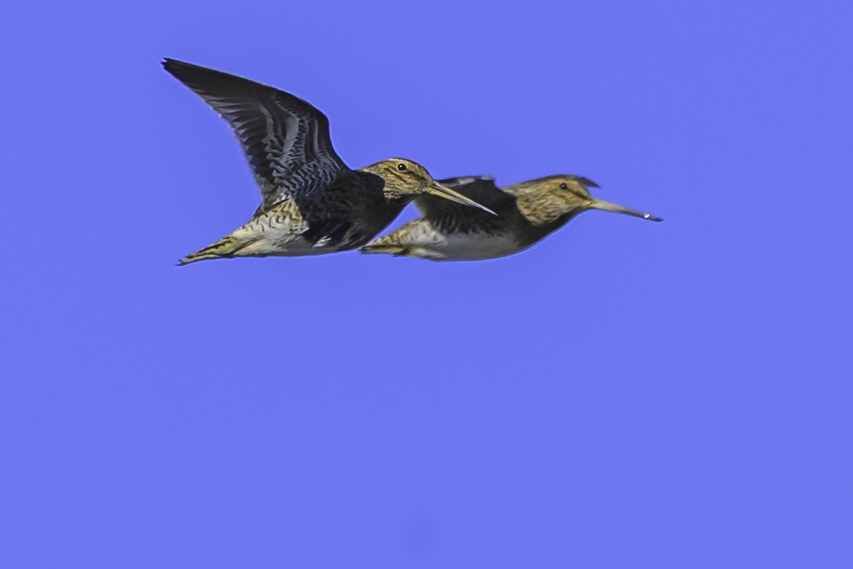 Magellanic Snipe - ML637126894
