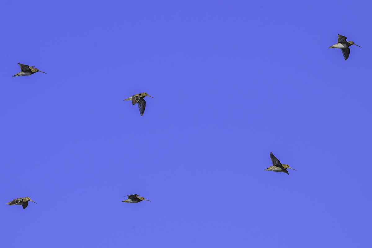 Magellanic Snipe - ML637126900