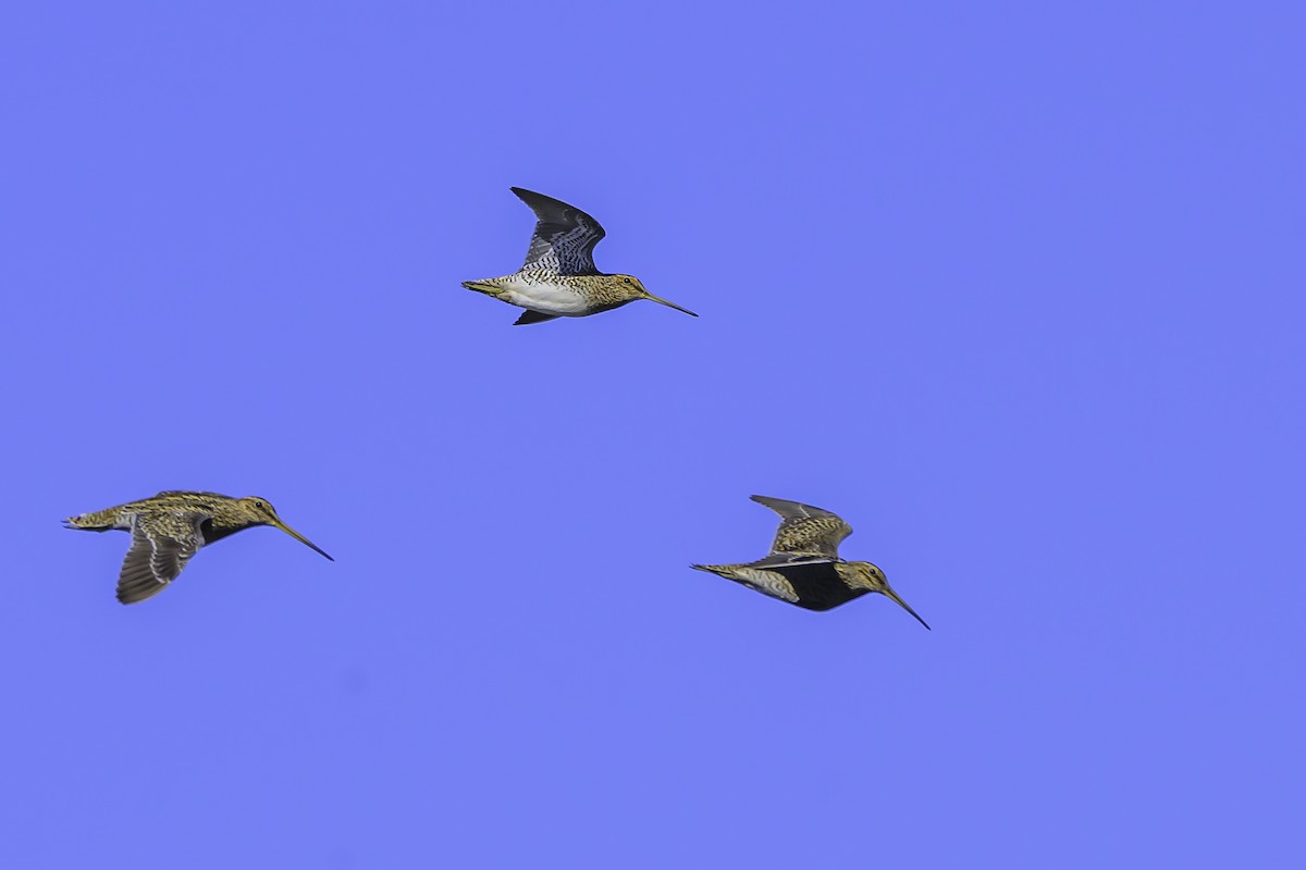 Magellanic Snipe - ML637126906
