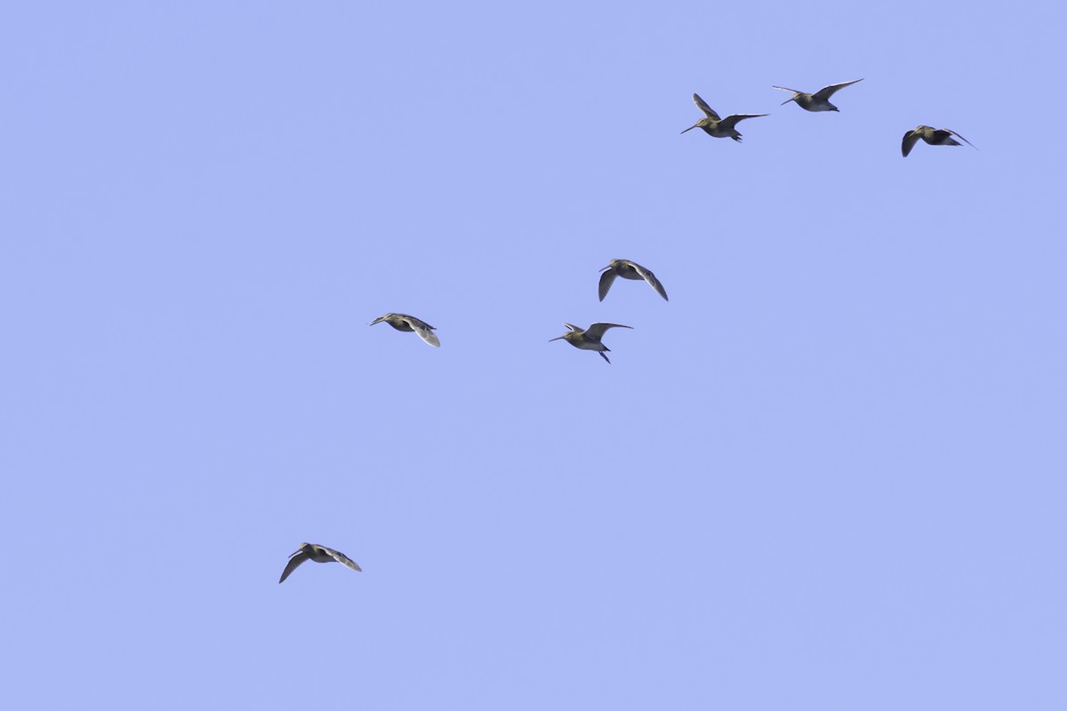 Magellanic Snipe - ML637126942