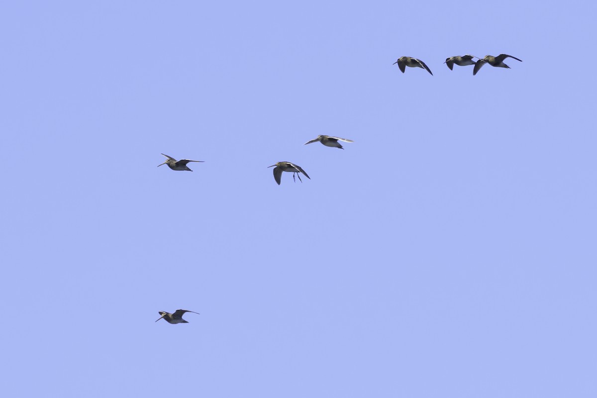 Magellanic Snipe - ML637126946