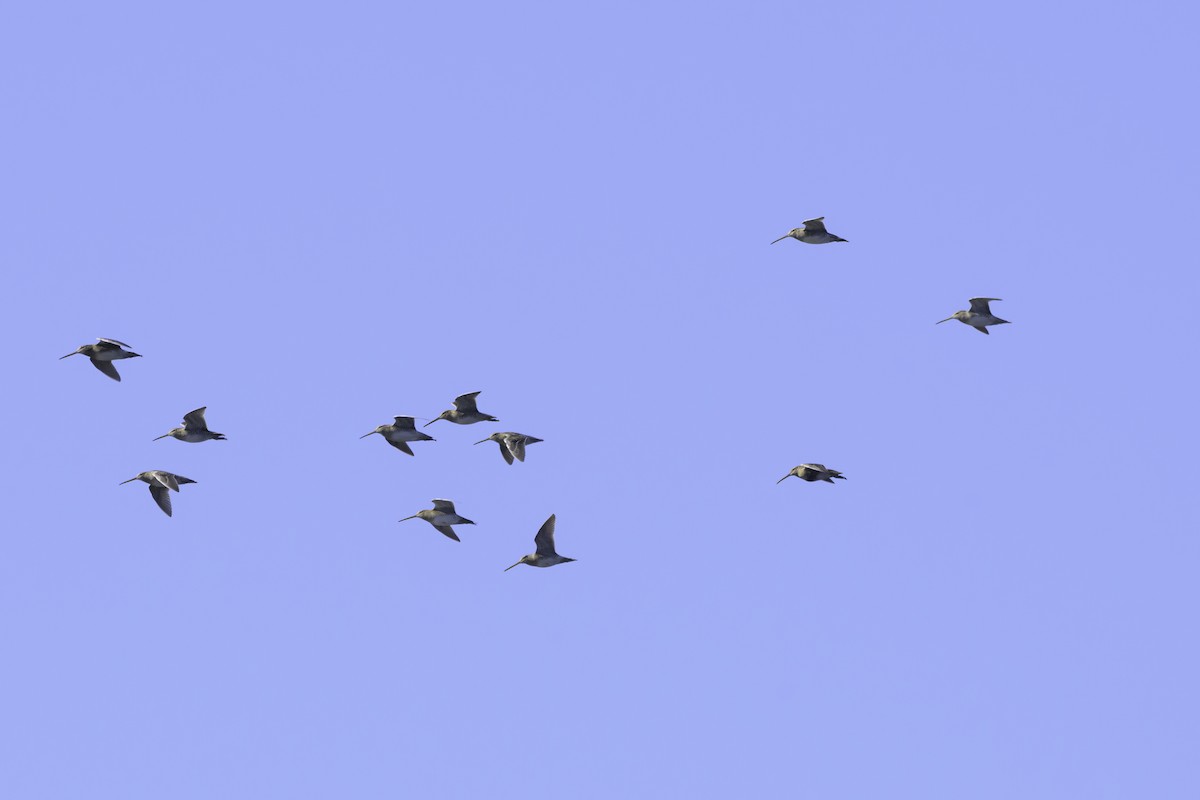 Magellanic Snipe - ML637126947