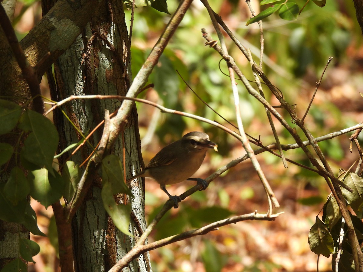 Yucatan Vireo - ML637127078