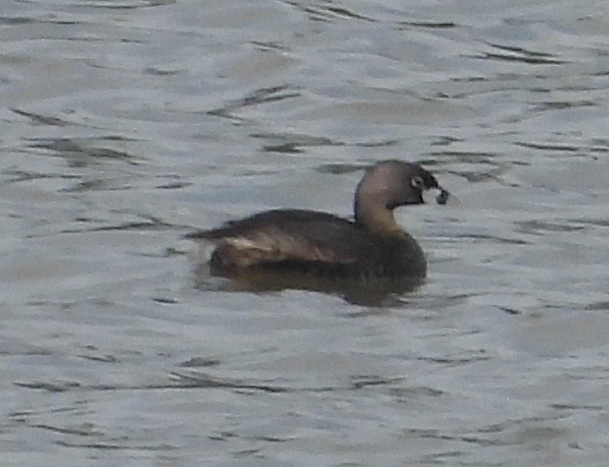 Pied-billed Grebe - ML637127085