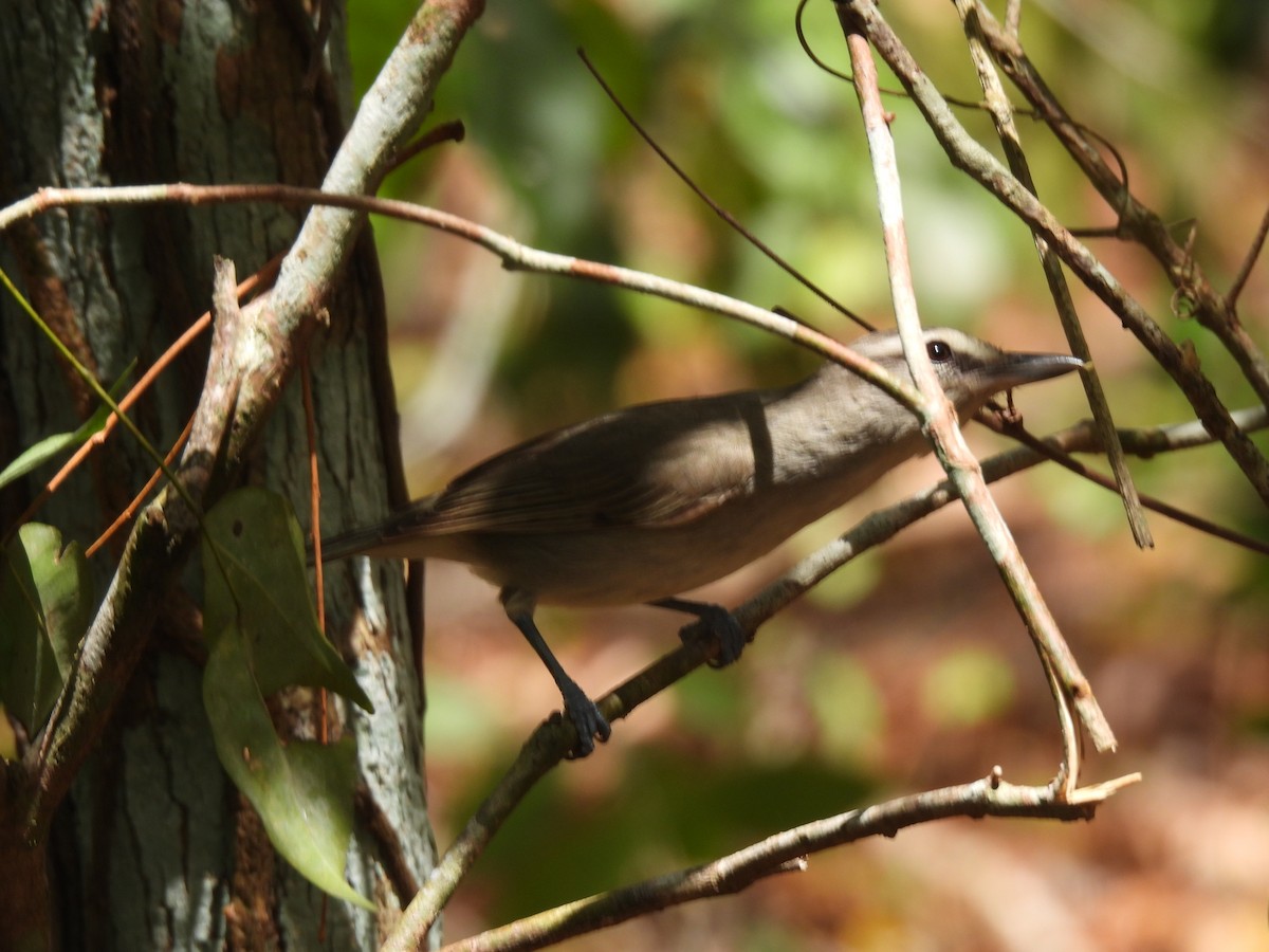 Yucatan Vireo - ML637127087