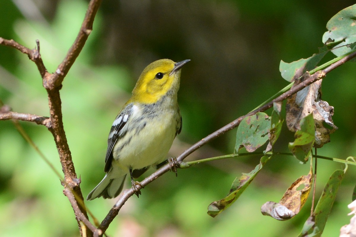 Black-throated Green Warbler - ML637127174