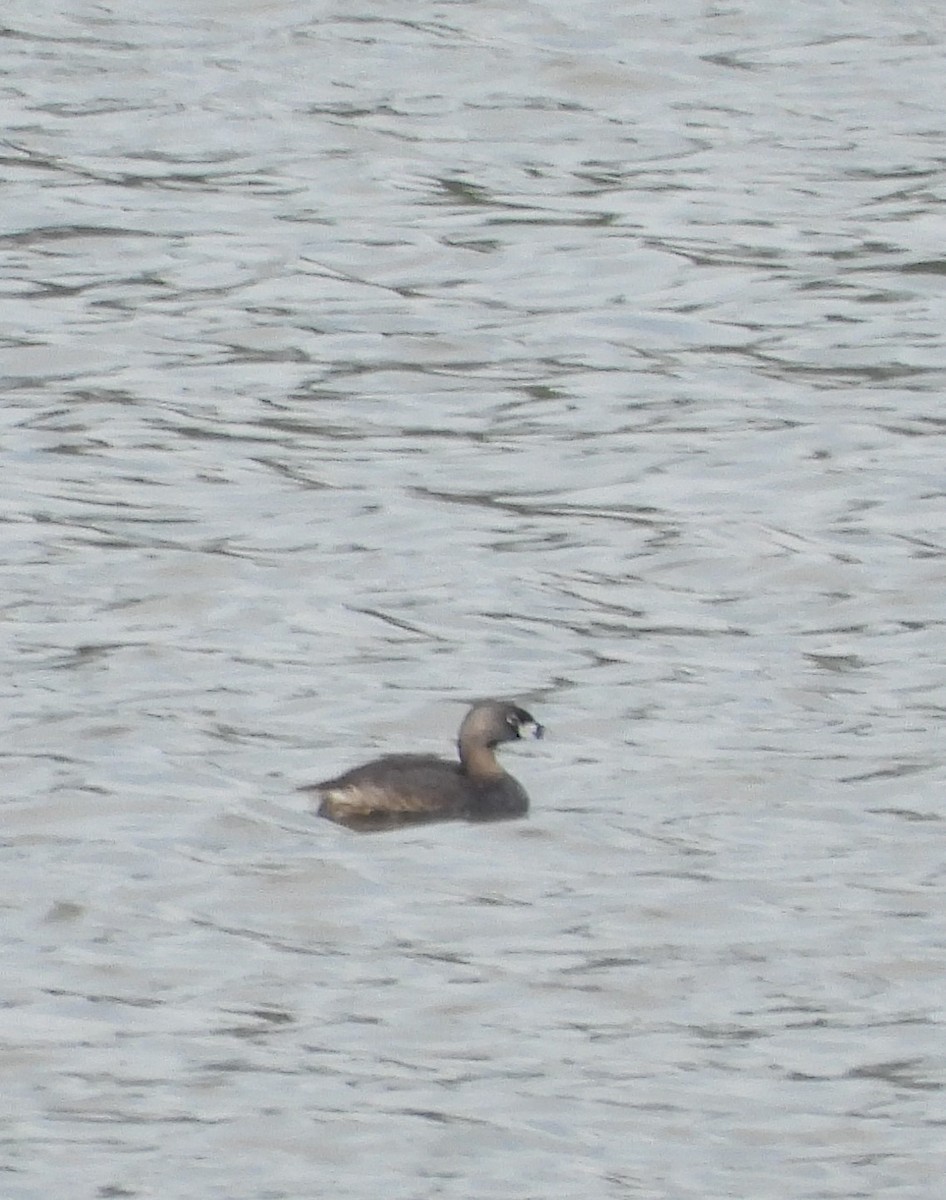 Pied-billed Grebe - ML637127189