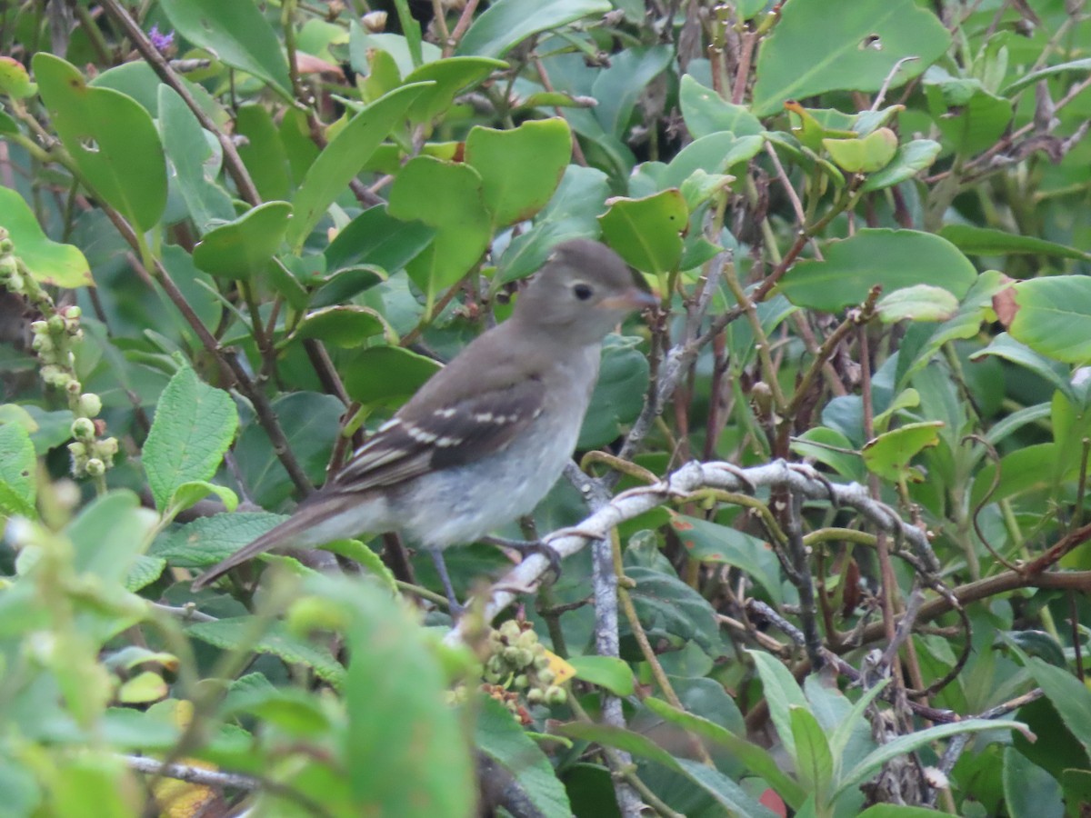 White-crested Elaenia - ML637127193