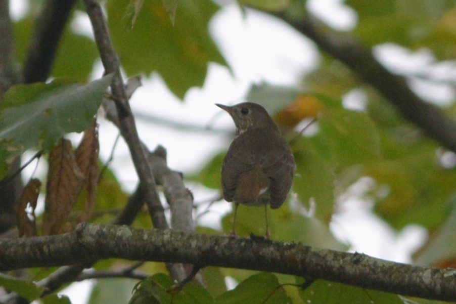 Gray-cheeked Thrush - ML637127288