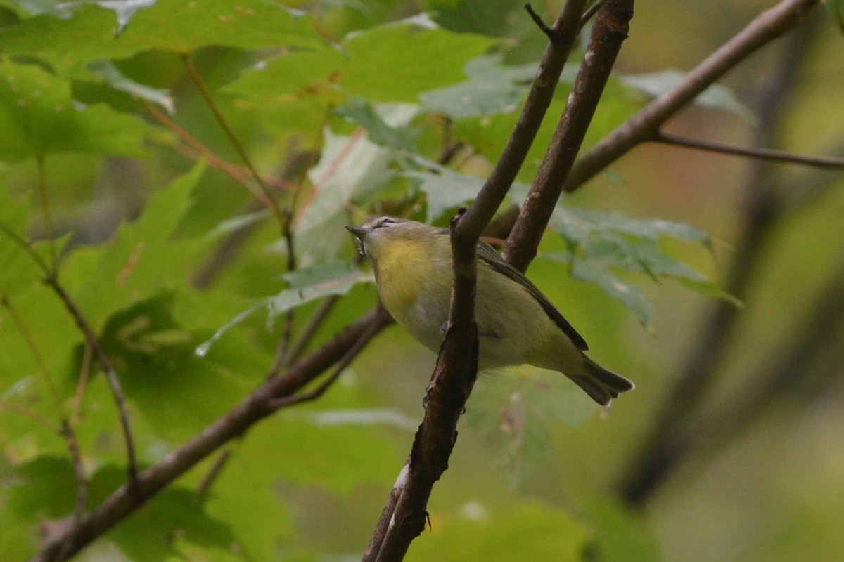Philadelphia Vireo - ML637127290