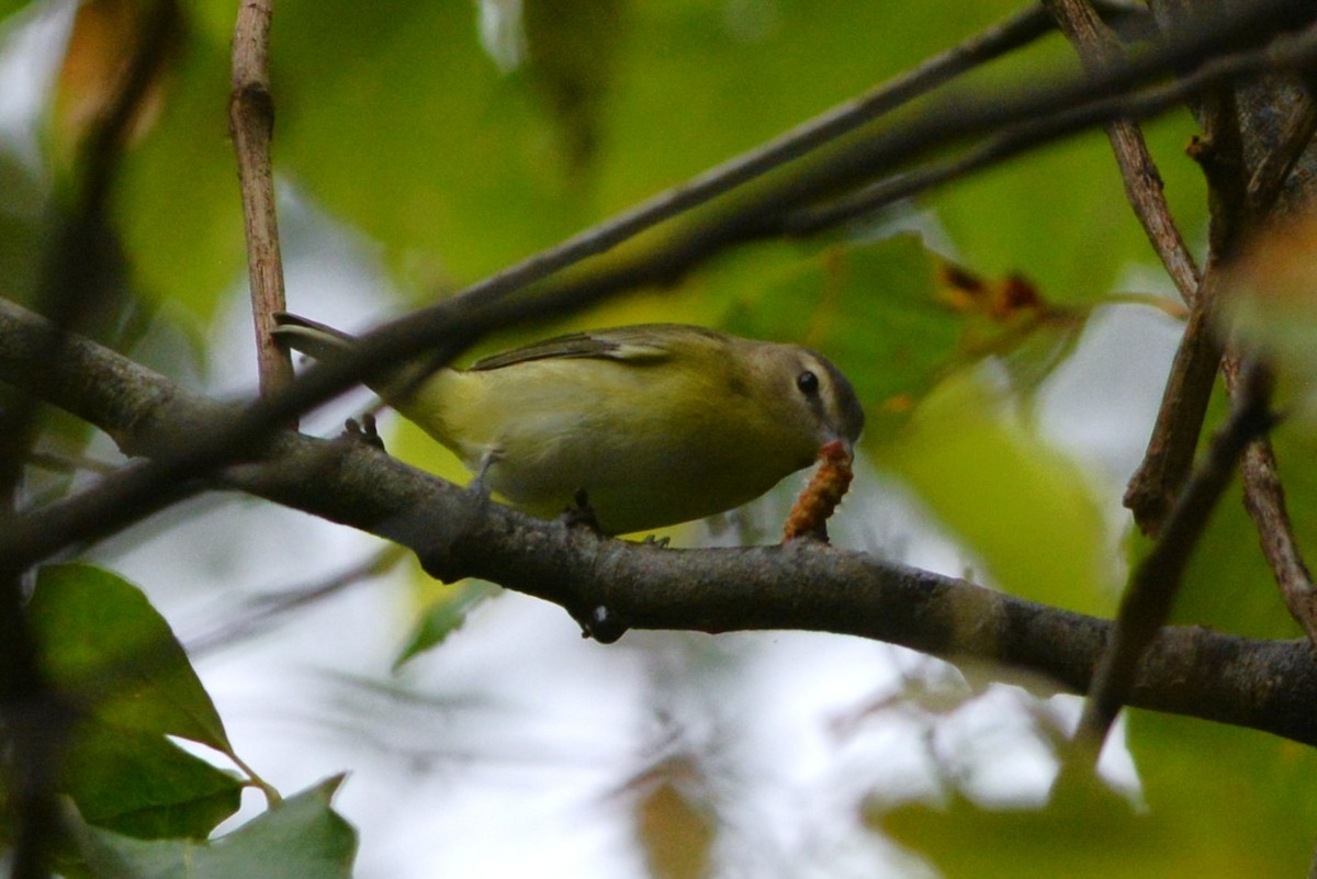 Philadelphia Vireo - ML637127291