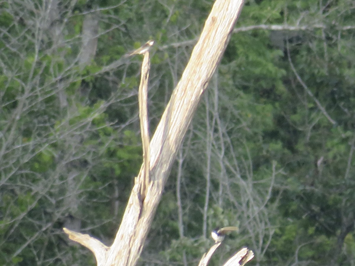 Tree Swallow - ML637127327