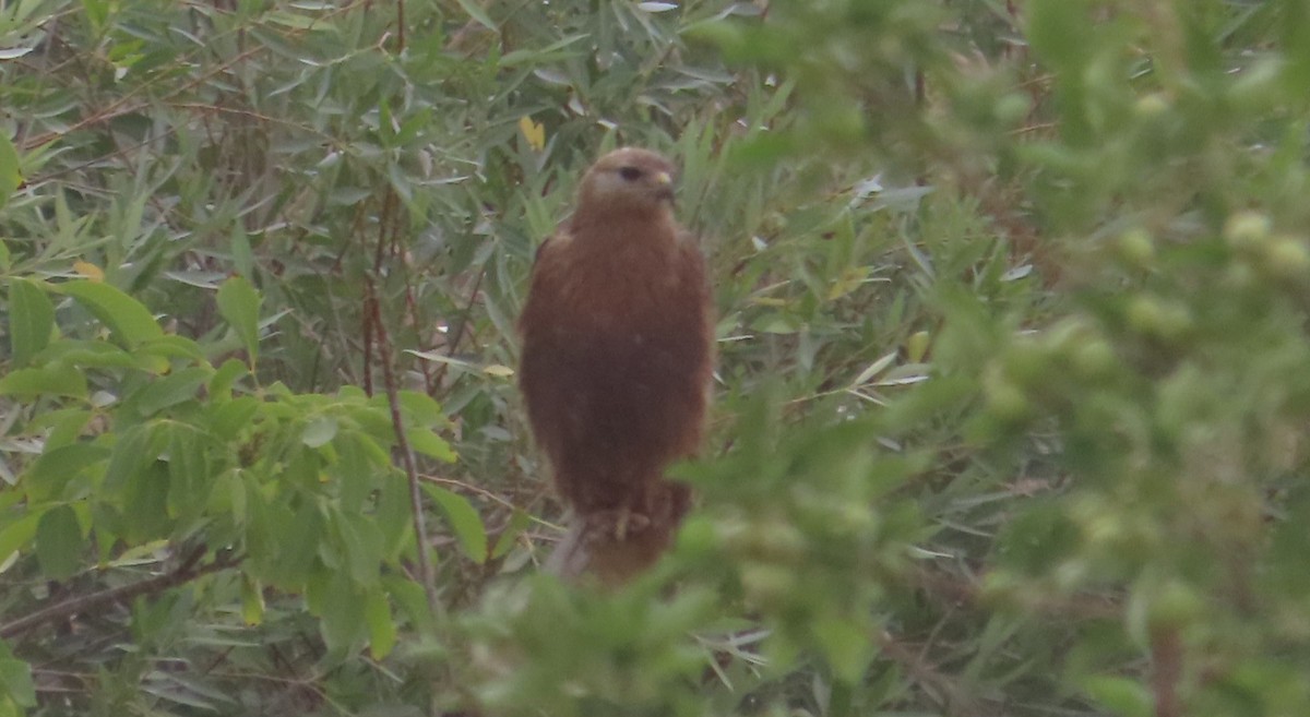 Common Buzzard (Steppe) - ML637127370