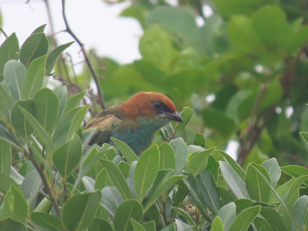 Black-backed Tanager - ML637127389