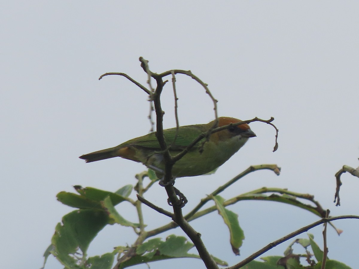 Black-backed Tanager - ML637127417
