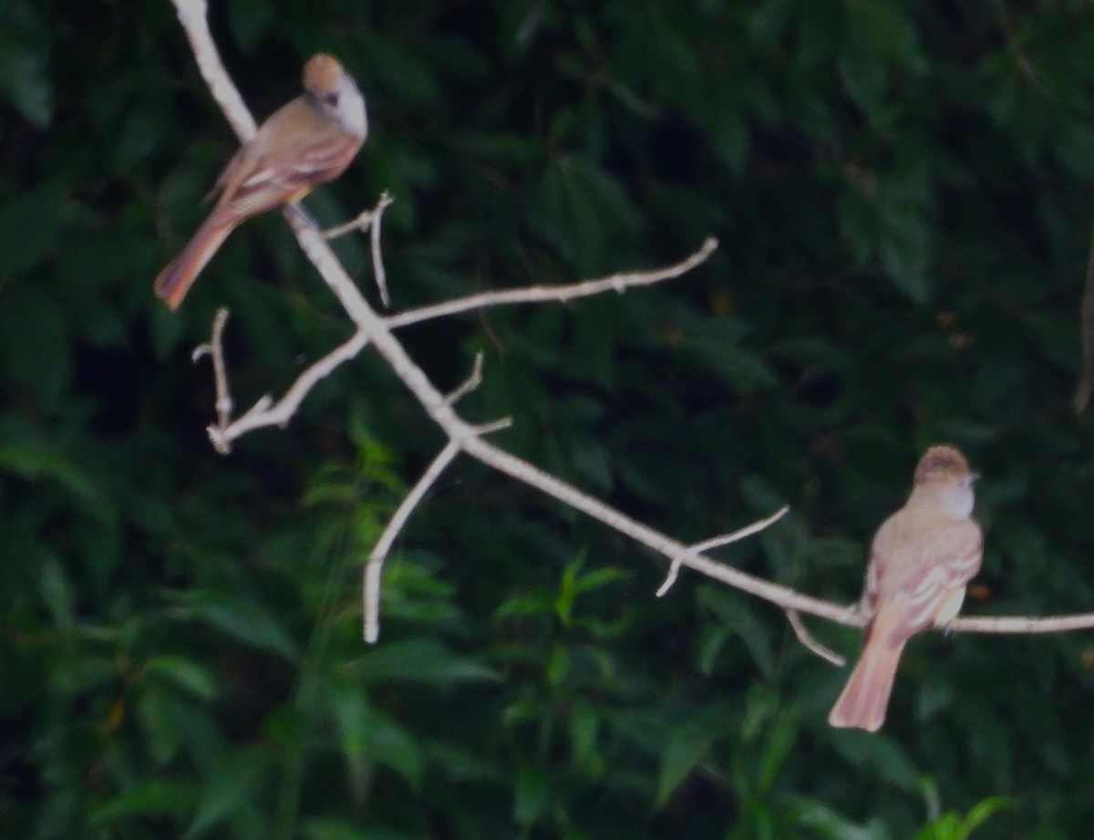Great Crested Flycatcher - ML637127447