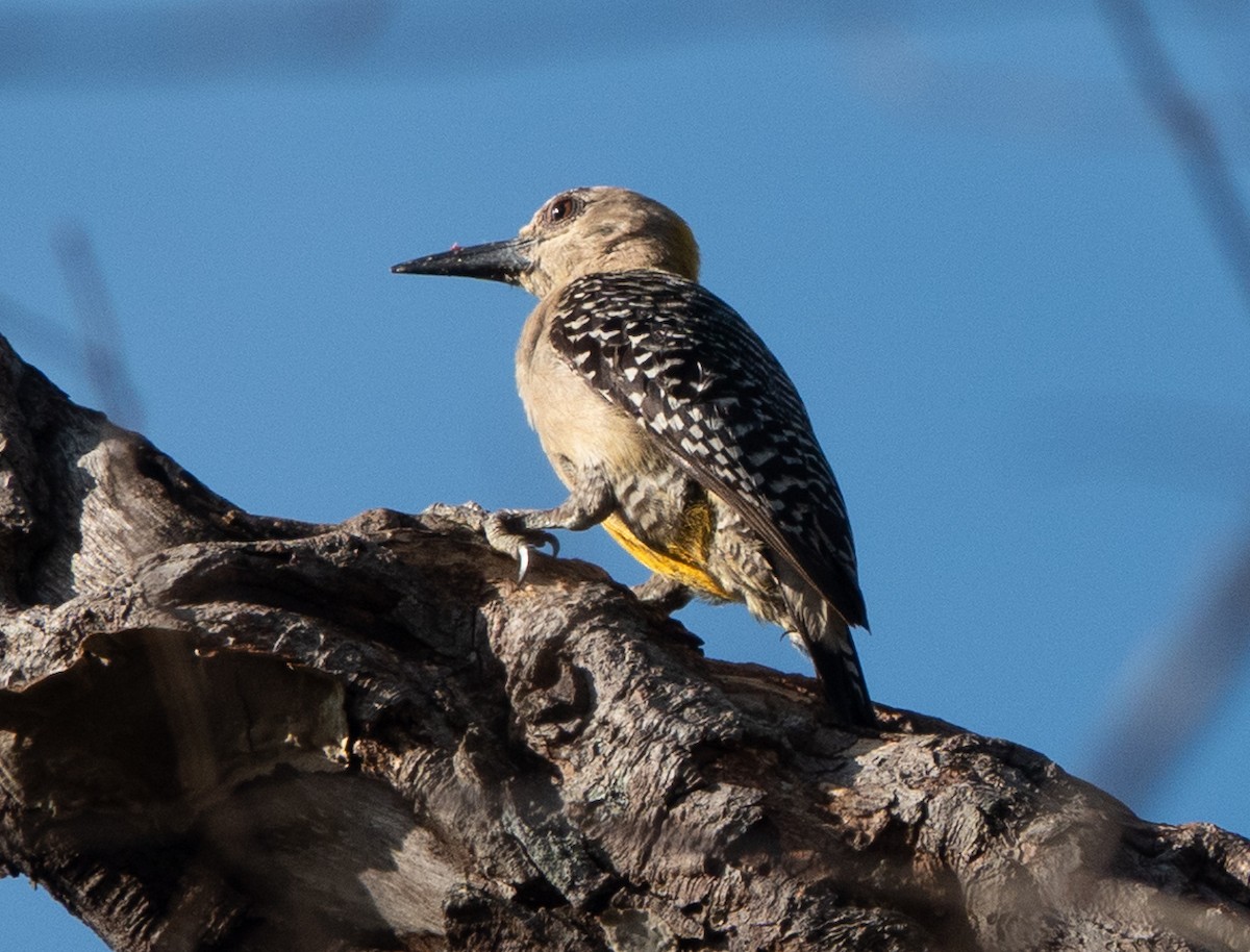 Hoffmann's Woodpecker - ML637127456