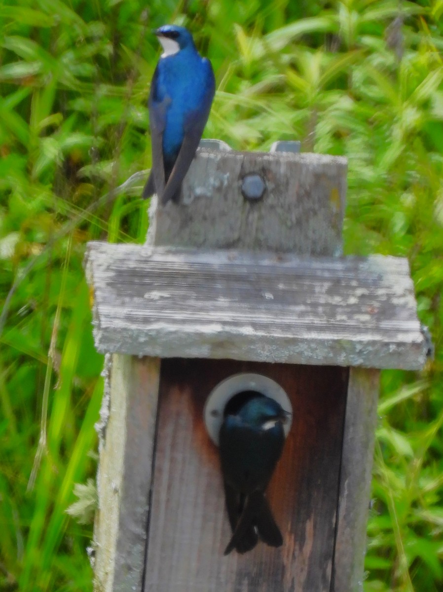 Tree Swallow - ML637127459