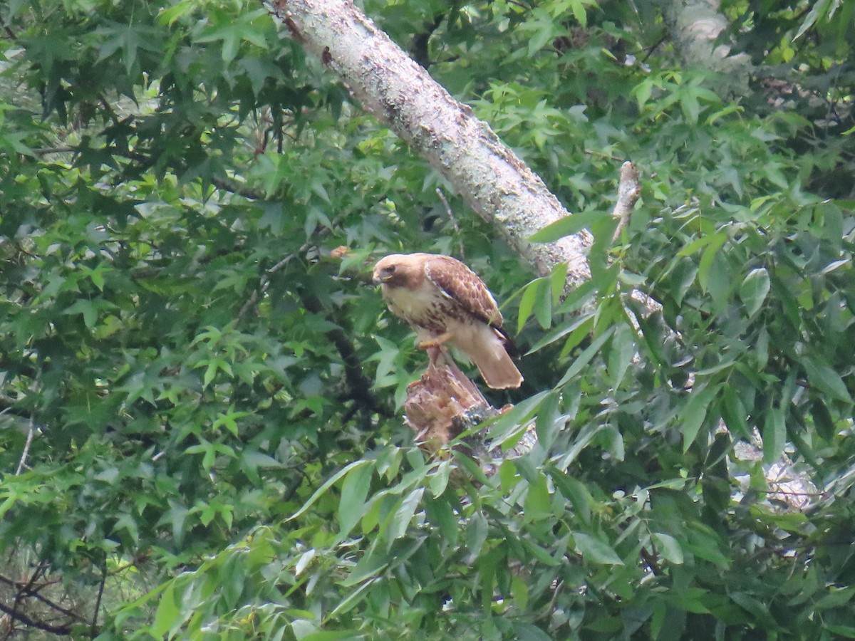 Red-tailed Hawk (borealis) - ML637127492