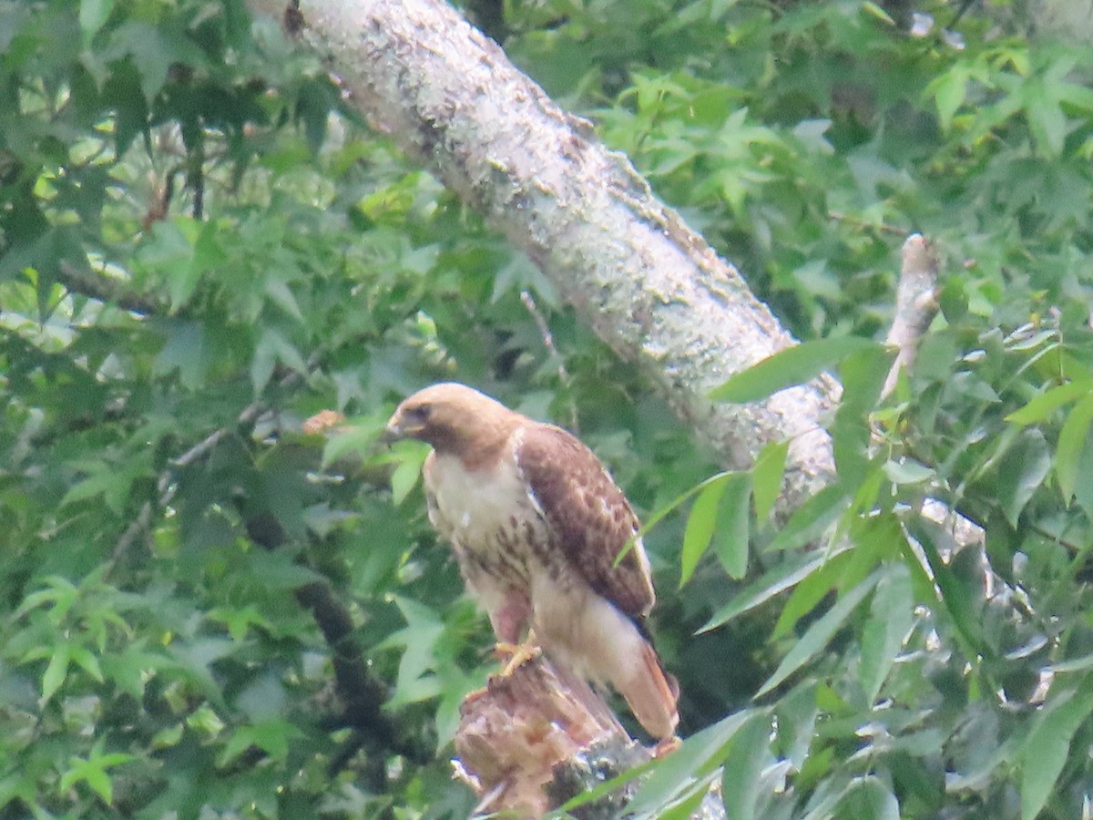 Red-tailed Hawk (borealis) - ML637127499