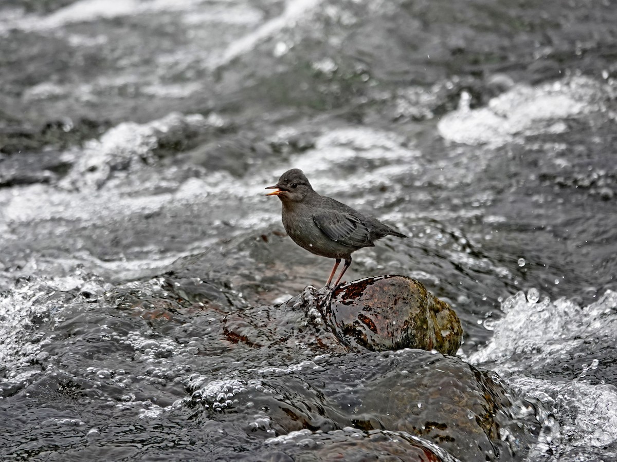 American Dipper - ML637127537