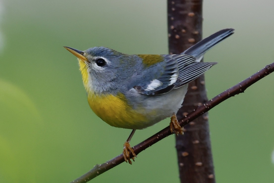 Kuzeyli Parula - ML637127539