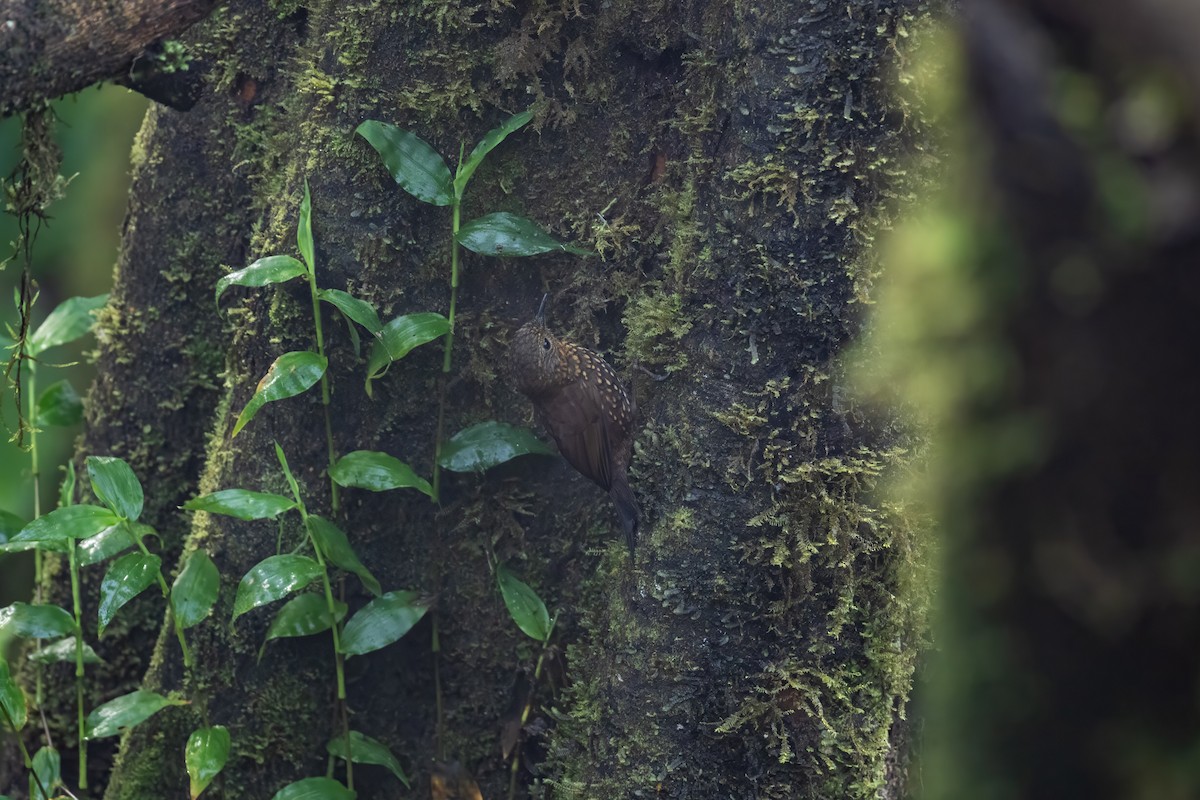 Spotted Barbtail - ML637127543