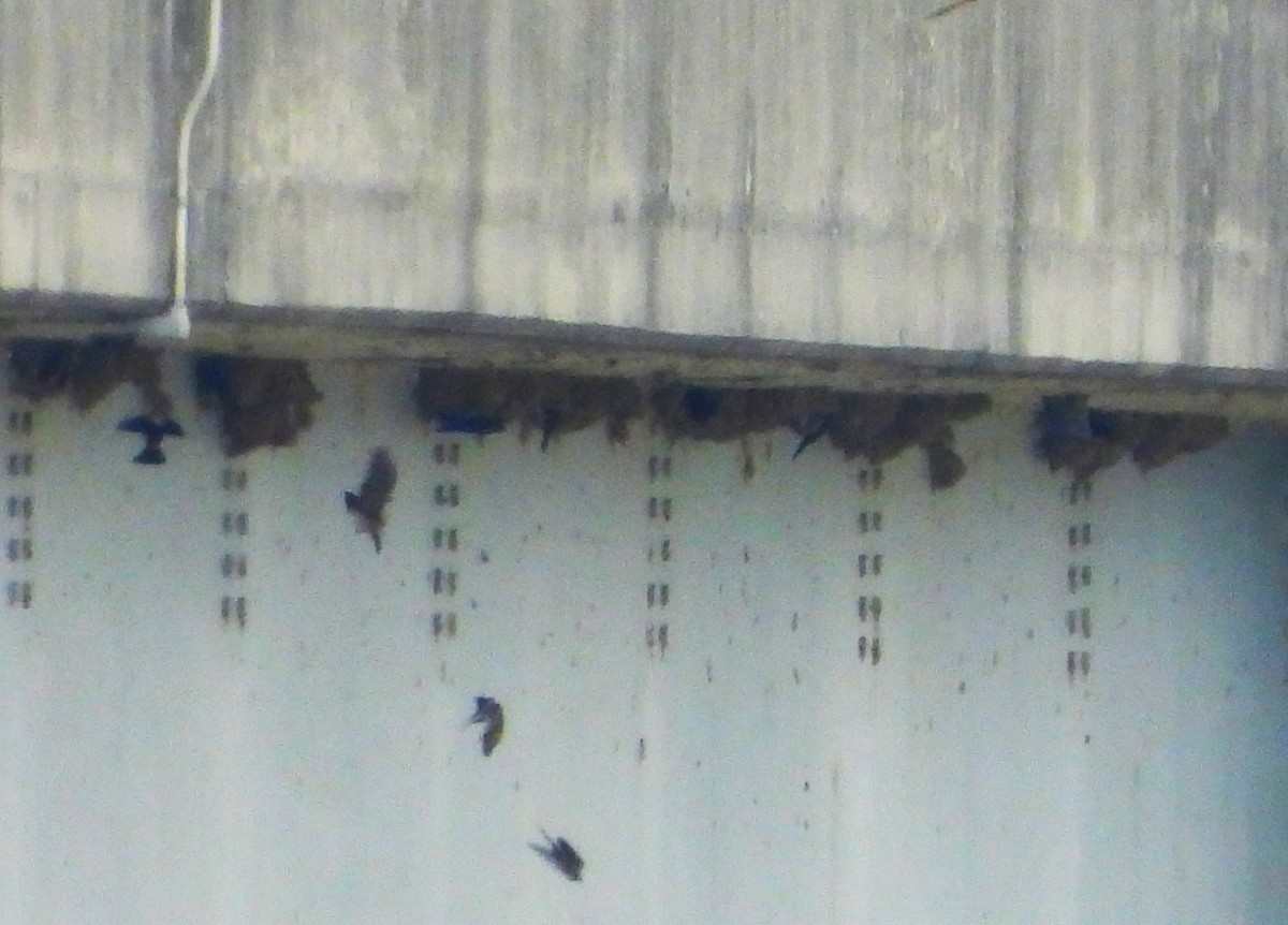 Cliff Swallow - ML637127571