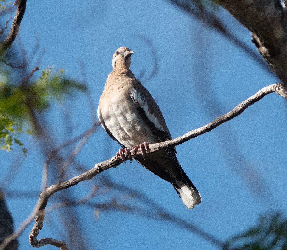White-winged Dove - ML637127598