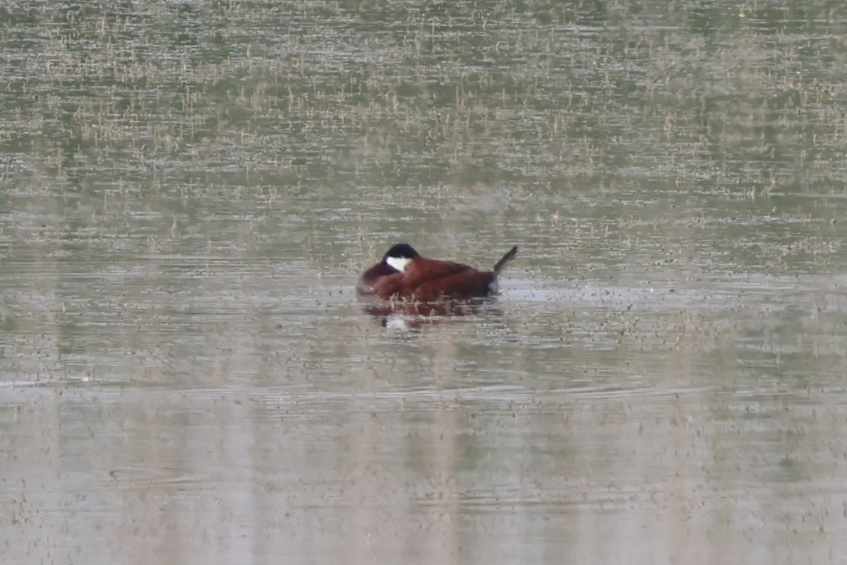 Ruddy Duck - ML637127920