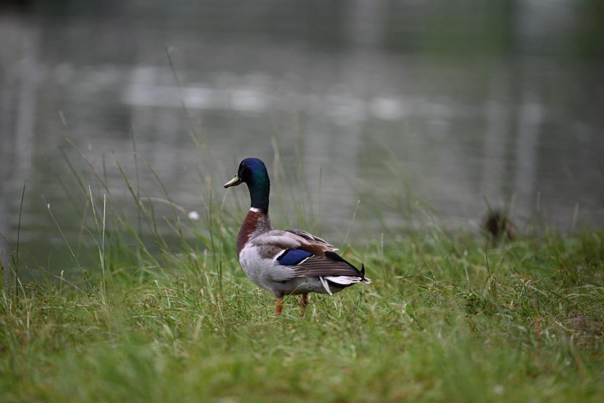 Mallard - ML637127928