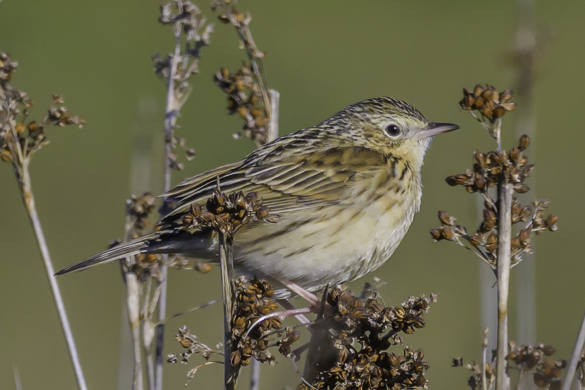 Hellmayr's Pipit - ML637127965