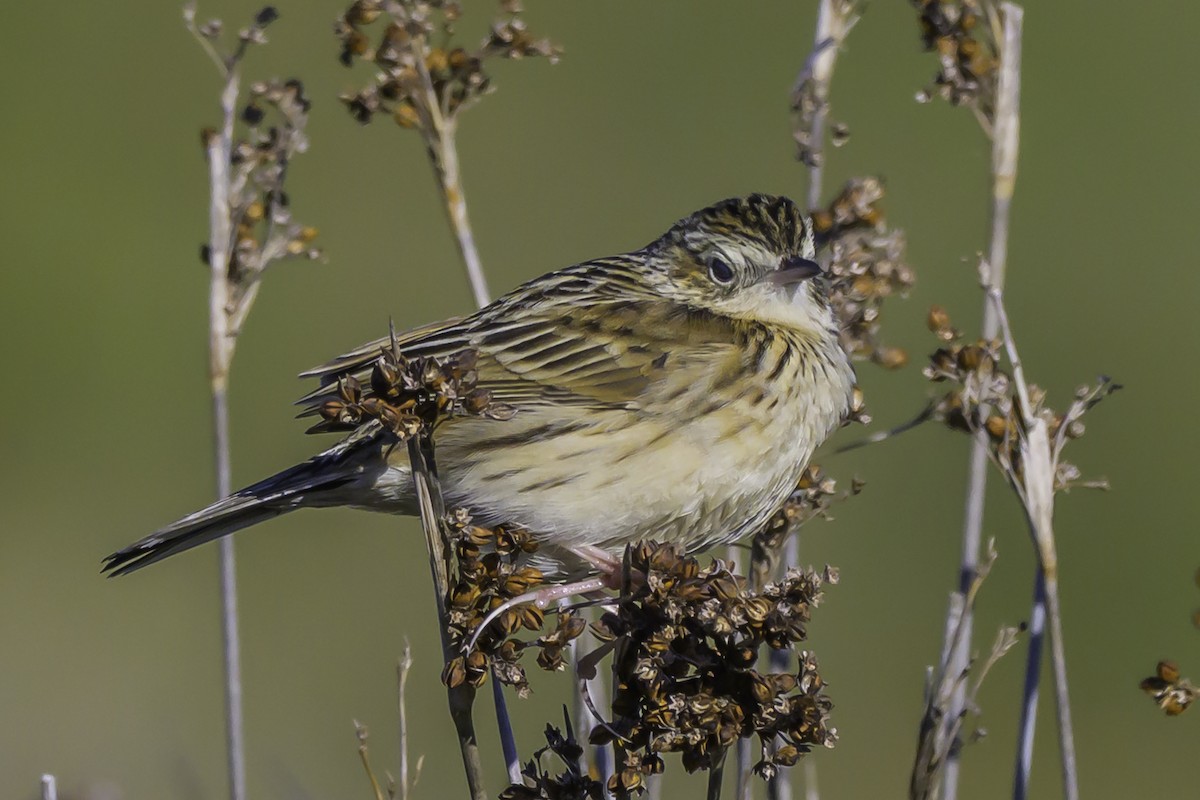 Hellmayr's Pipit - ML637127971