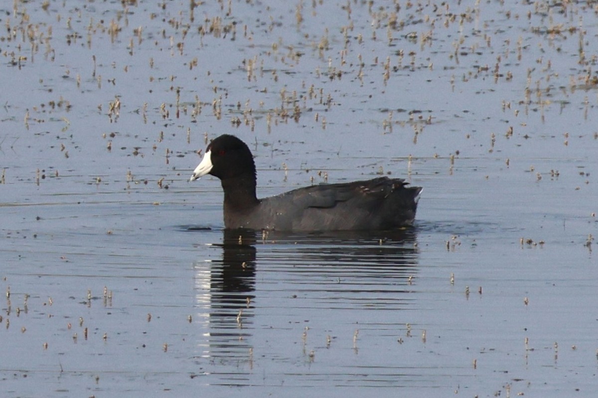American Coot - ML637127974