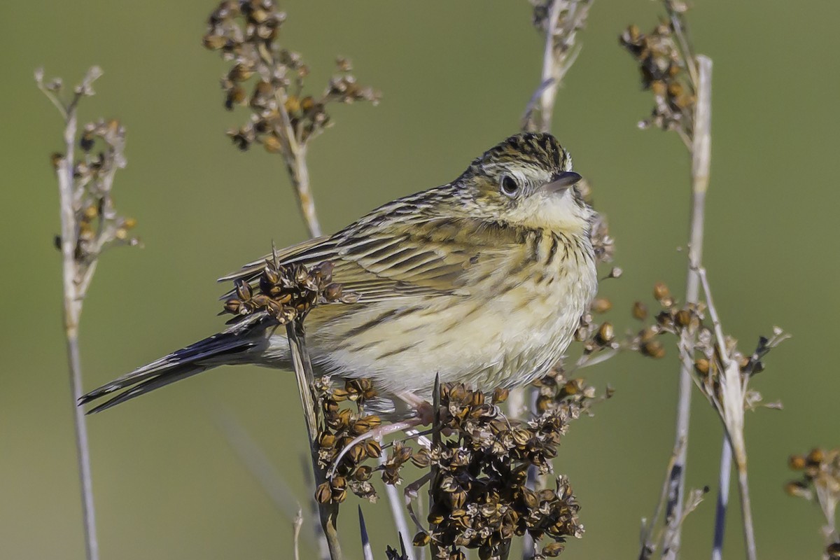 Hellmayr's Pipit - ML637127975