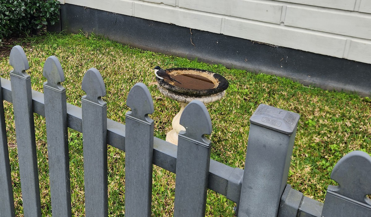 Restless Flycatcher - ML637127984