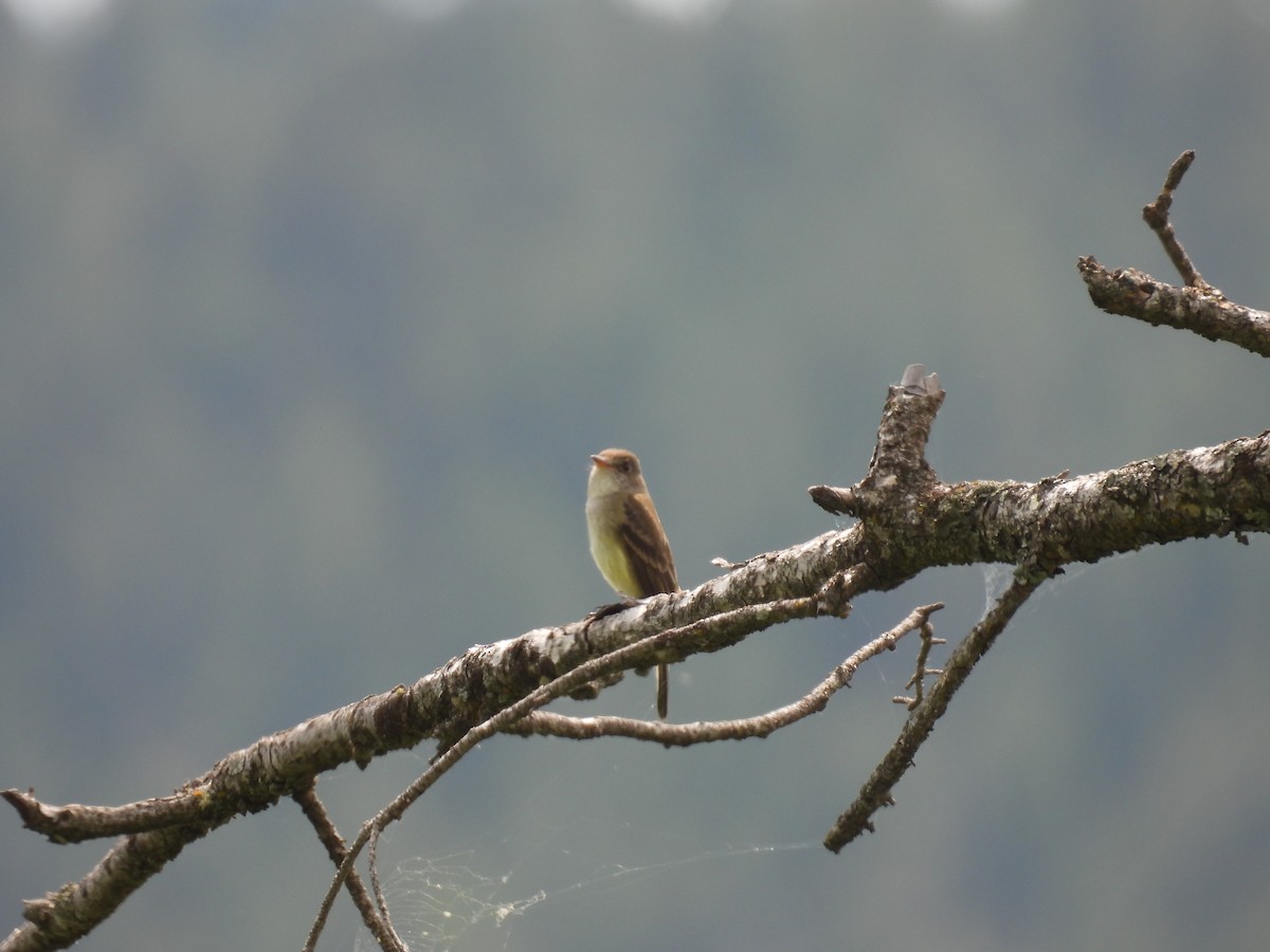 Willow Flycatcher - ML637128012