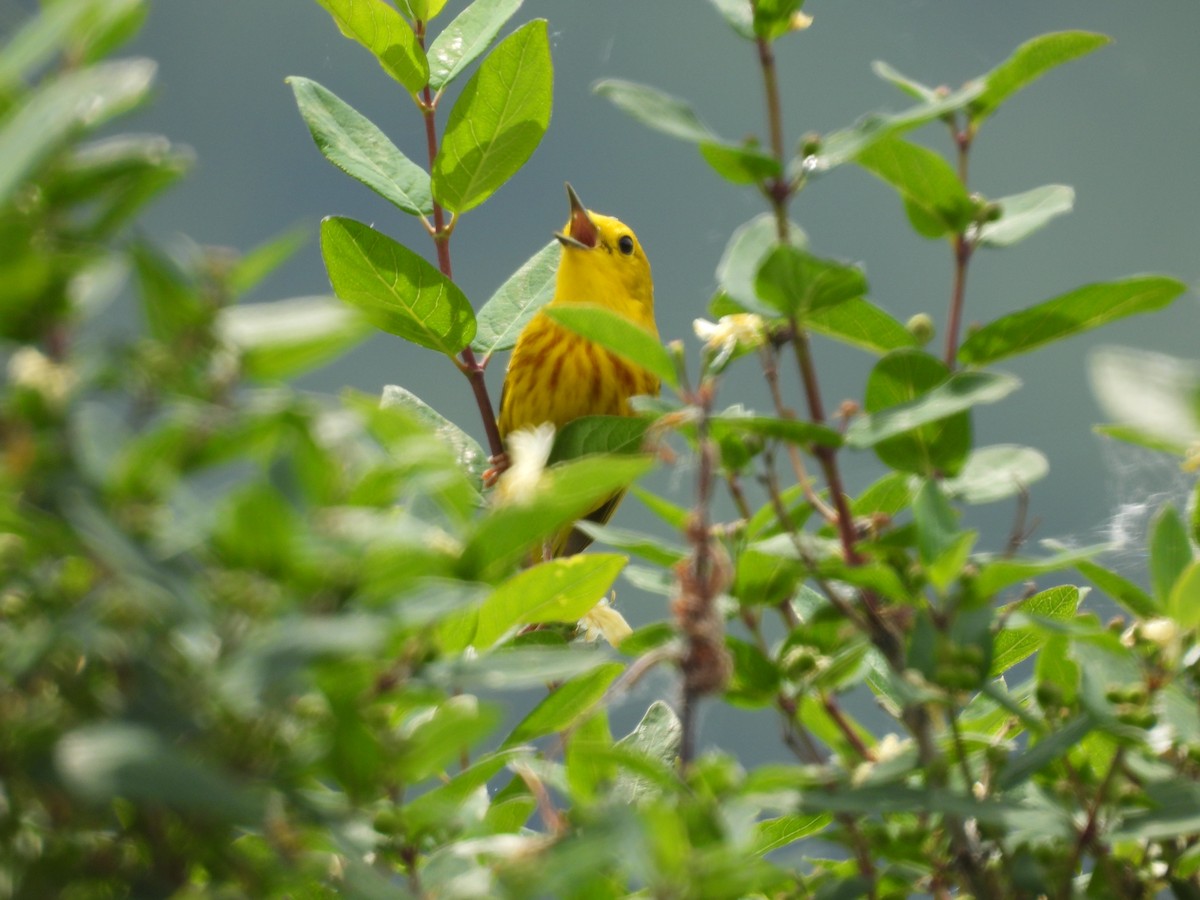 Yellow Warbler (Northern) - ML637128031