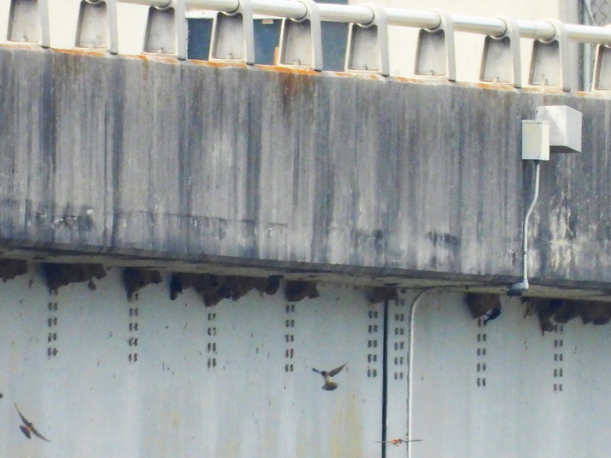 Cliff Swallow - ML637128051