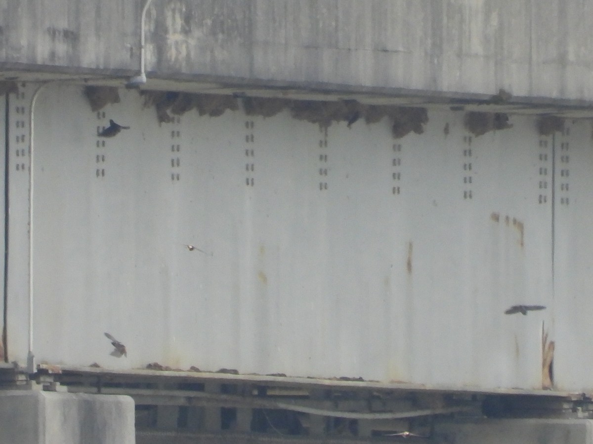 Cliff Swallow - ML637128052