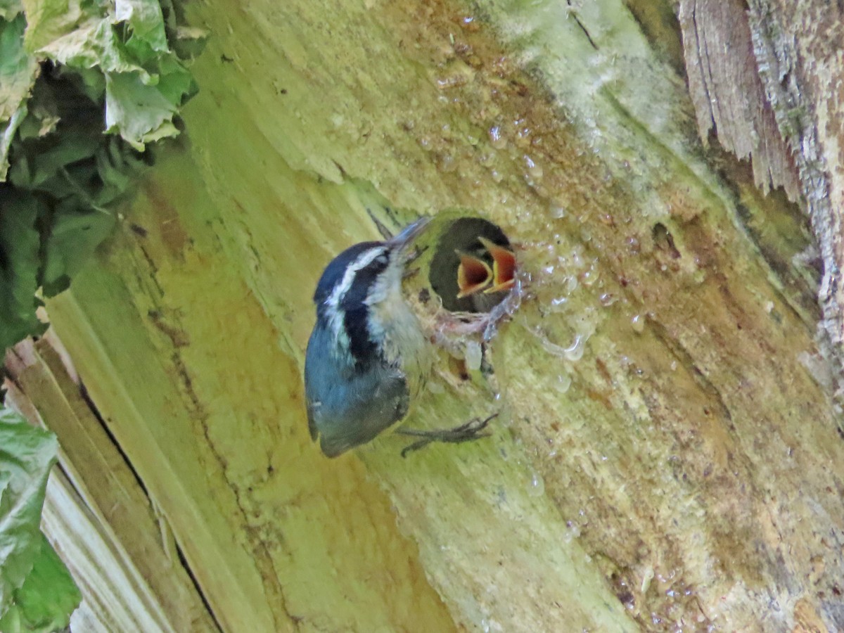 Red-breasted Nuthatch - ML637128081