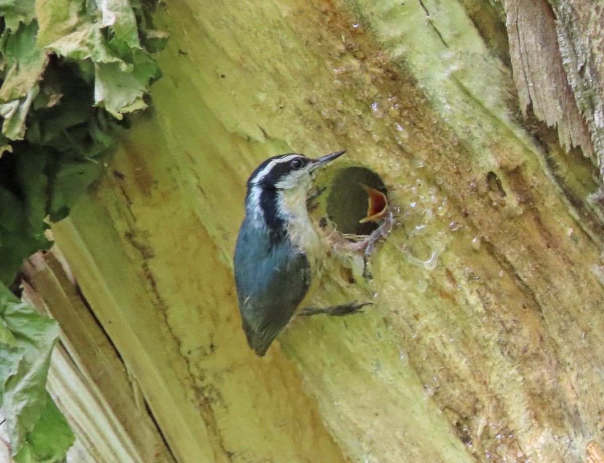 Red-breasted Nuthatch - ML637128082