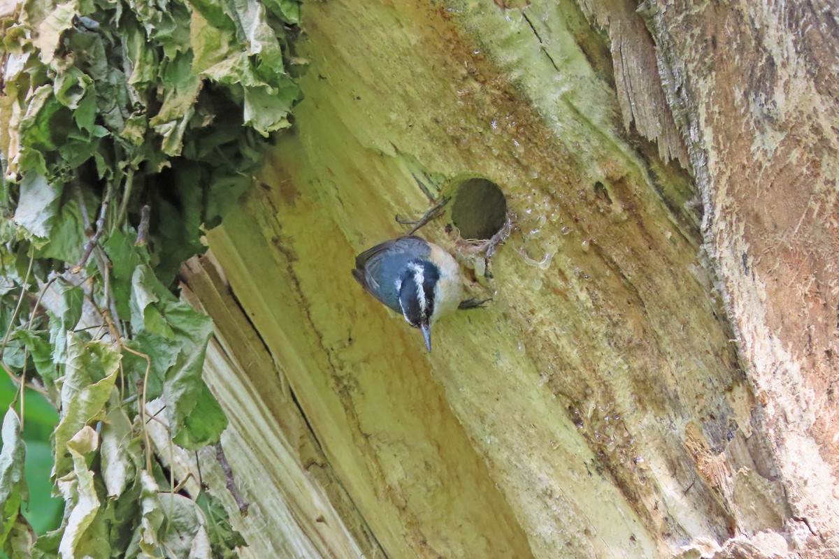Red-breasted Nuthatch - ML637128084
