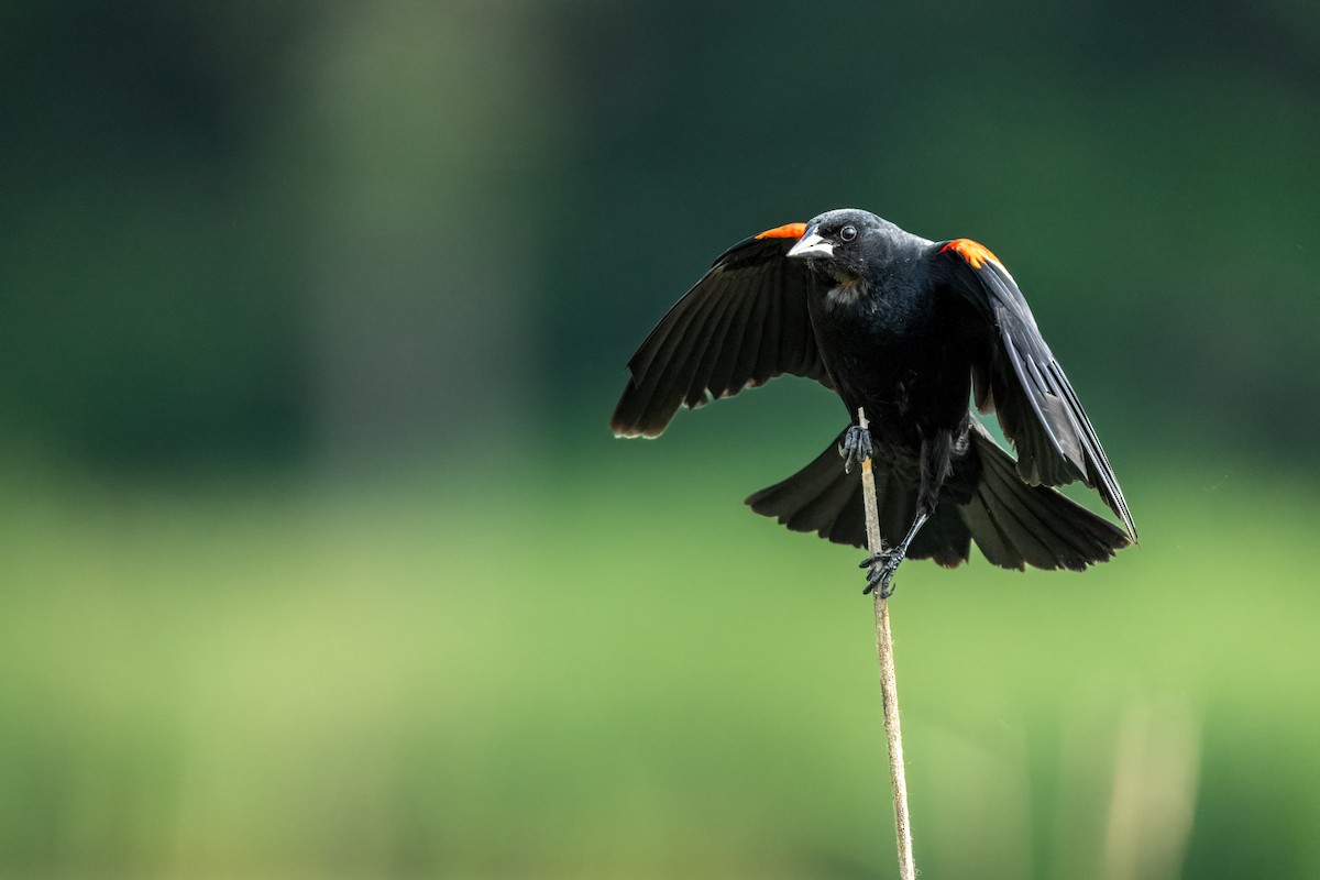 Red-winged Blackbird - ML637128109