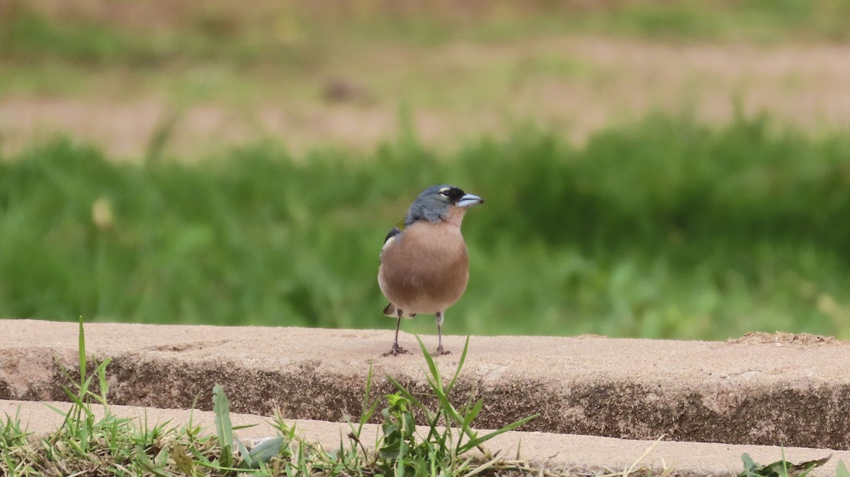 African Chaffinch - ML637128110