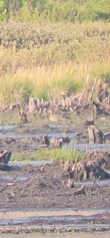 Green-winged Teal (American) - ML637128126
