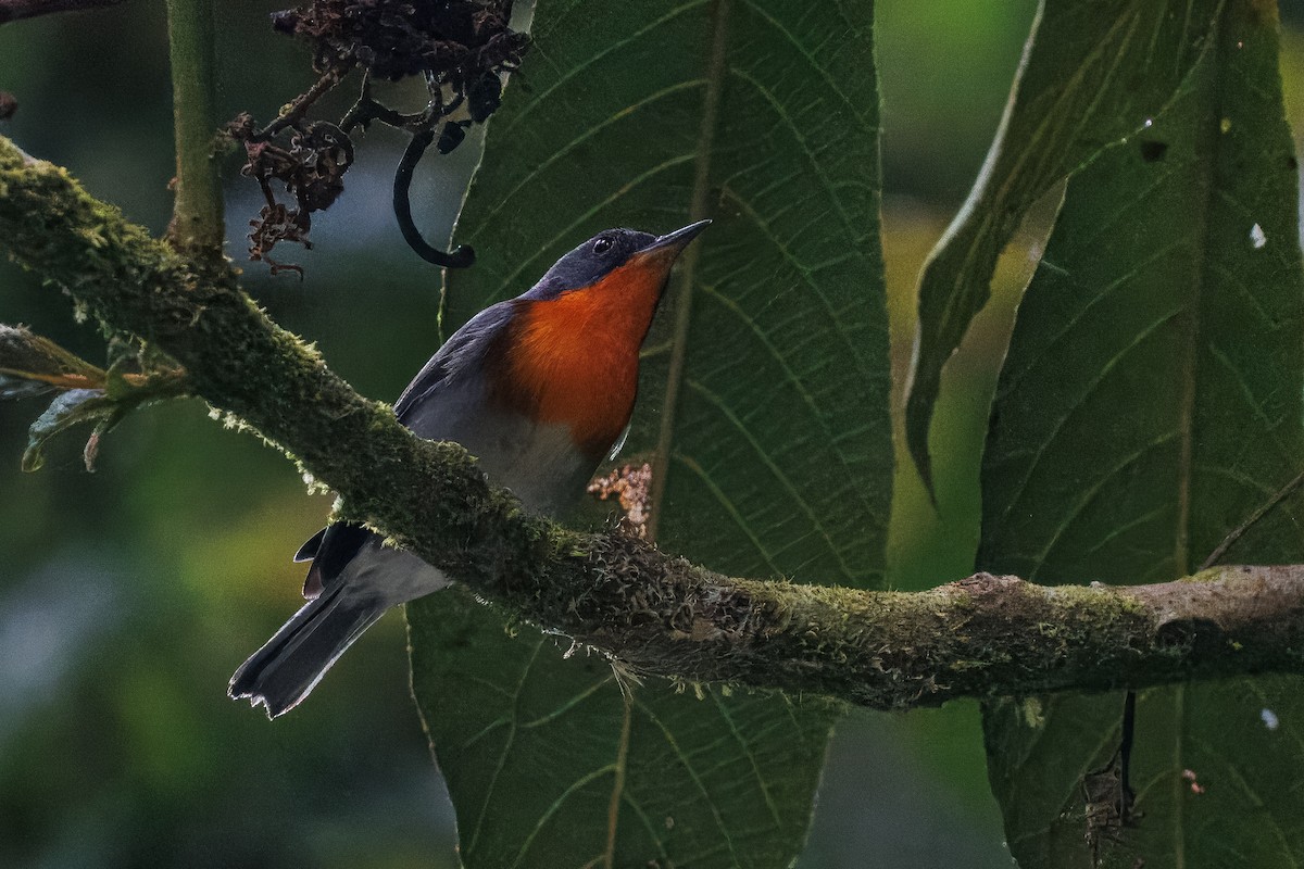 Flame-throated Warbler - ML637128134