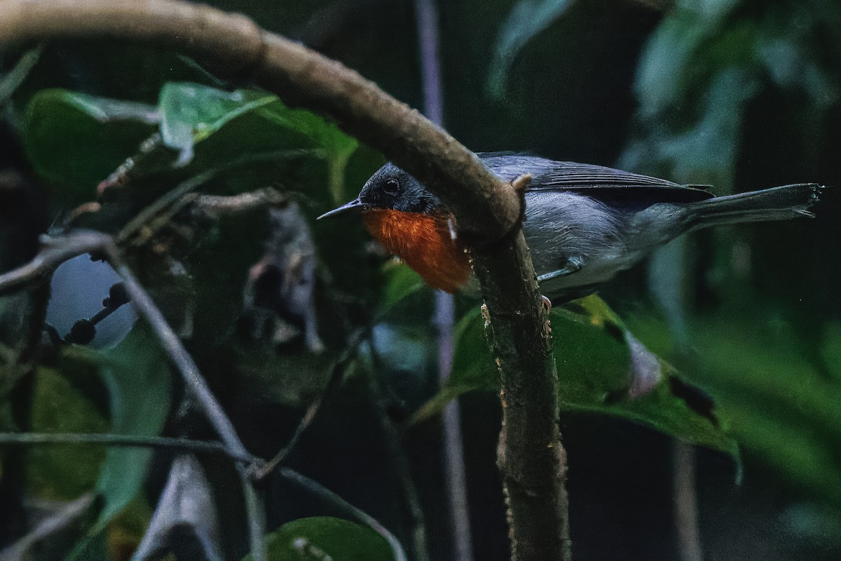Flame-throated Warbler - ML637128136