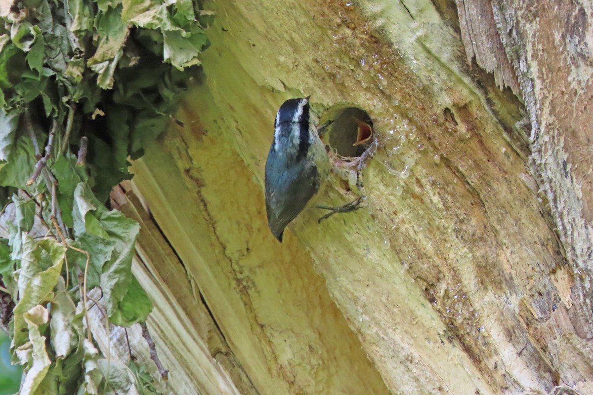 Red-breasted Nuthatch - ML637128144
